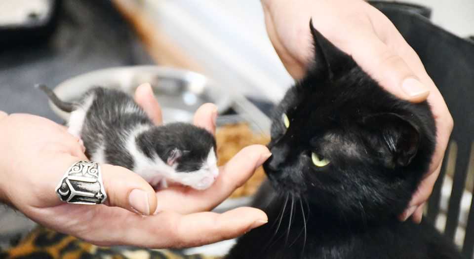 Bursa İznikte gebe kedi yavrusuyla hayata döndü