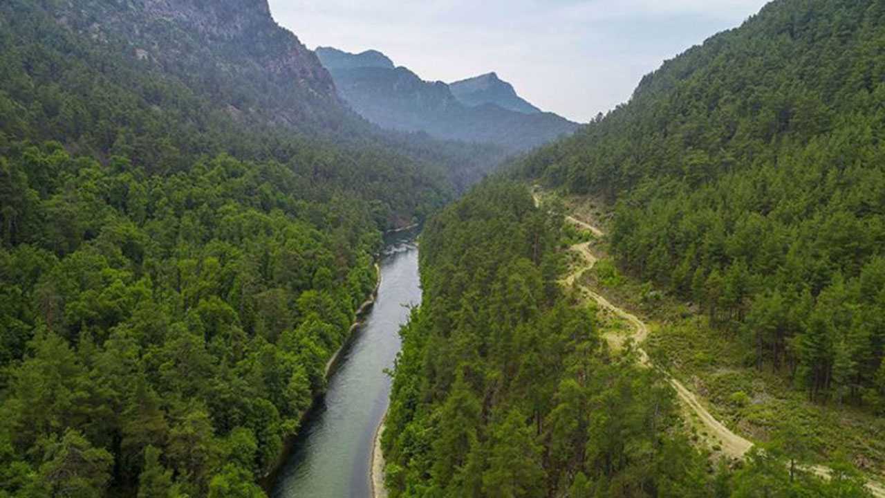 Muğla Sığla Ormanlarının korunacak alanları yeniden belirlendi