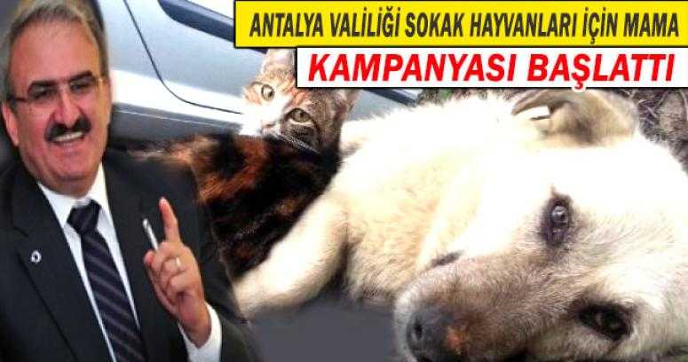 Antalya Valiliği Sokak hayvanları için mama kampanyası başlatıldı