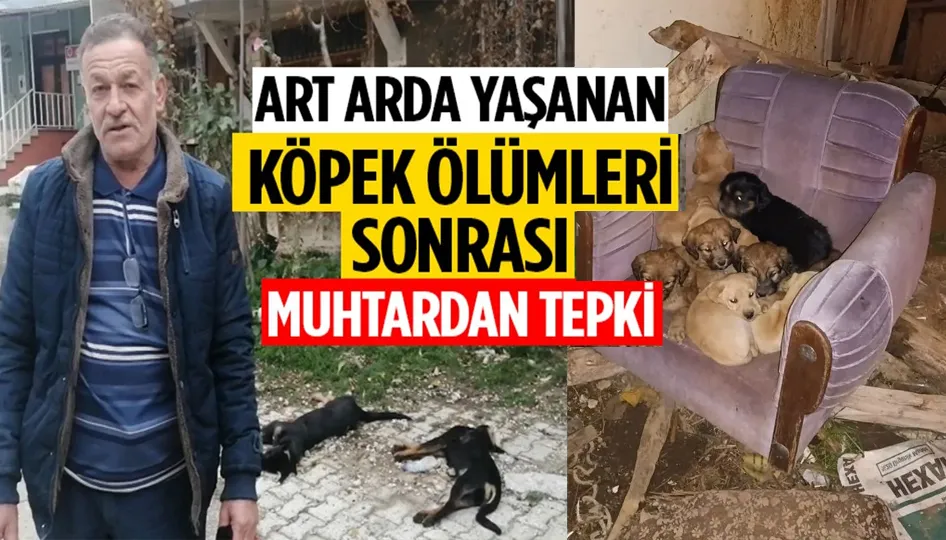Art arda yaşanan köpek ölümleri sonrası muhtardan tepki