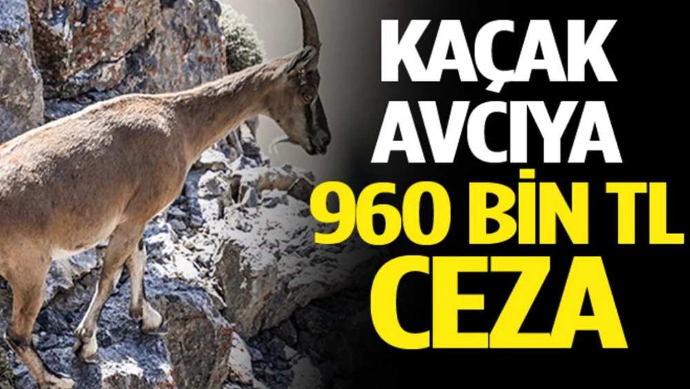 Yaban Keçisi Avcısına 960 Bin TL Ceza
