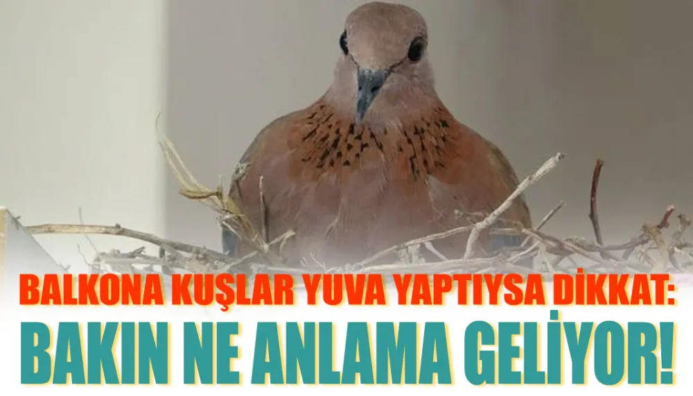 Balkona kuşlar yuva yaptıysa dikkat: Bakın ne anlama geliyor!