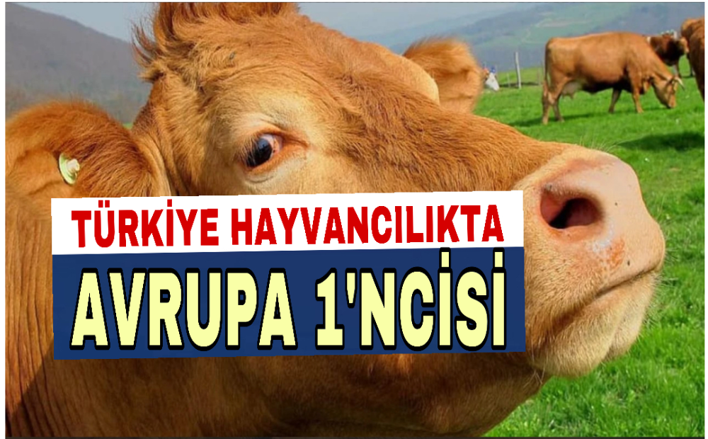 Türkiye, hayvancılıkta Avrupa
