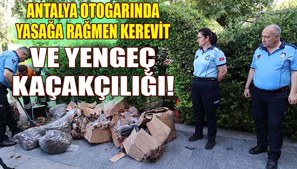 Antalya otogarında yasağa rağmen kerevit ve yengeç kaçakçılığı!