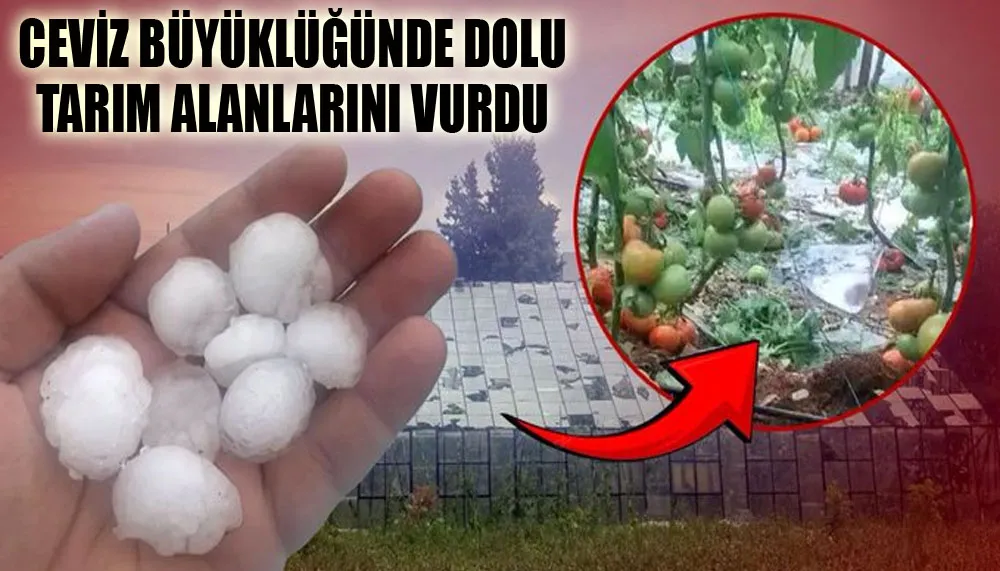 Ceviz büyüklüğünde dolu tarım alanlarını vurdu.
