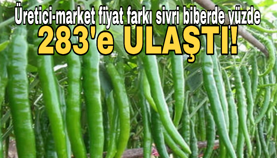 Üretici-market fiyat farkı sivri biberde yüzde 283
