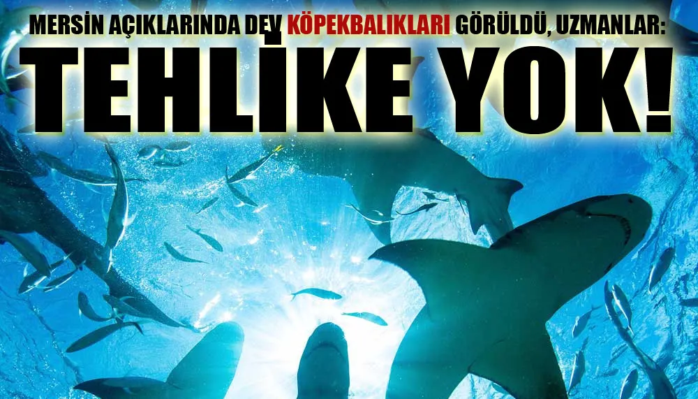 Mersin açıklarında dev köpekbalıkları görüldü, uzmanlar: Tehlike yok!