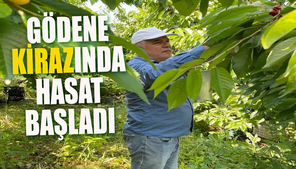 Gödene Kirazında hasat başladı