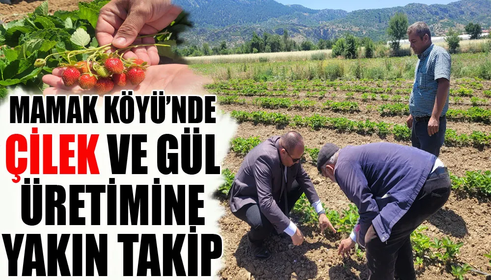 Mamak köyü’nde çilek ve gül üretimine yakın takip