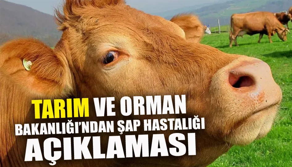 Tarım ve Orman Bakanlığı’ndan şap hastalığı açıklaması