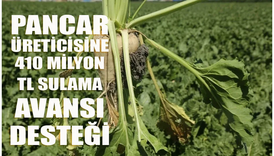 Pancar üreticisine 410 milyon TL sulama avansı desteği