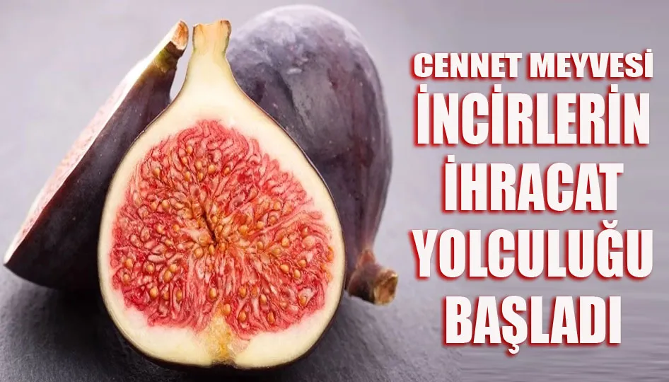 Cennet meyvesi incirlerin ihracat yolculuğu başladı
