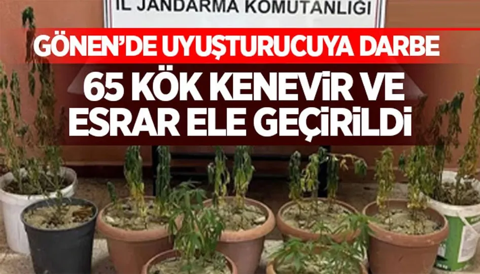 65 Kök Kenevir ve Esrar Ele Geçirildi
