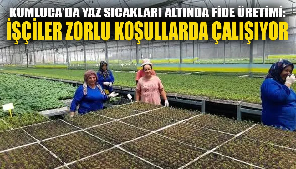 Kumluca’da yaz sıcakları altında fide üretimi: İşçiler zorlu koşullarda çalışıyor
