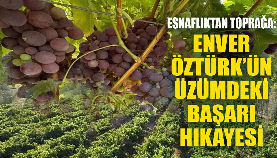 Esnaflıktan toprağa: Enver Öztürk’ün üzümdeki başarı hikayesi