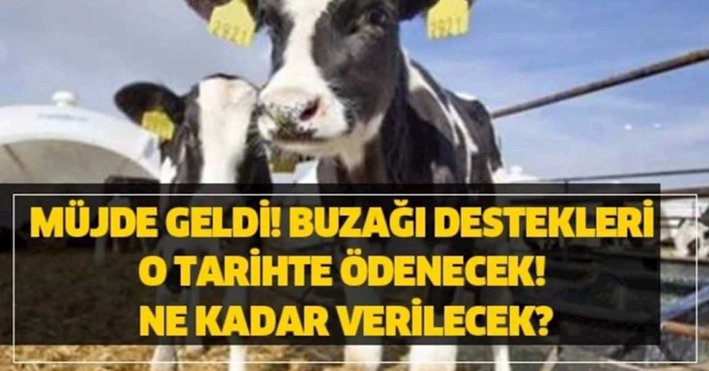 Müjde geldi! Buzağı destekleri o tarihte ödenecek! Ne kadar verilecek?